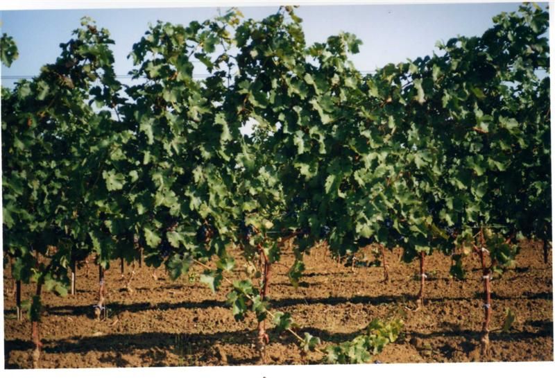 Plantas de vid, olivos y frutales Graginsa