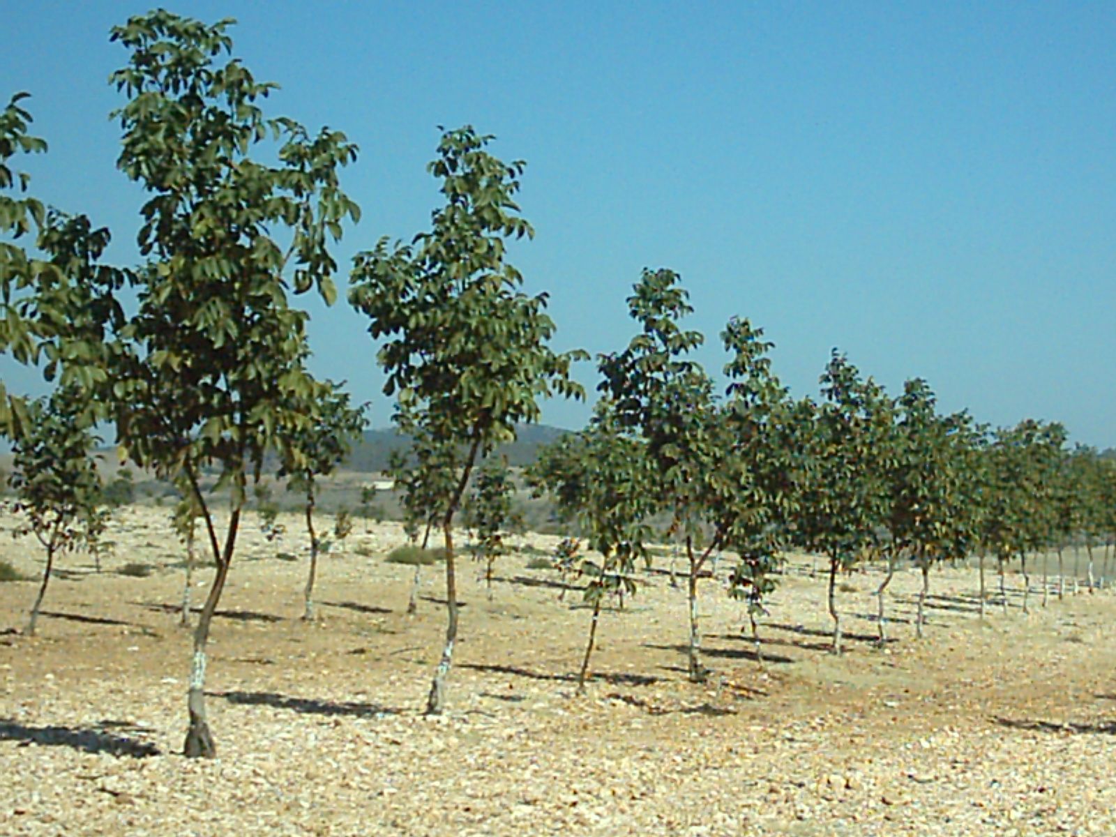 Plantas de vid, olivos y frutales Graginsa