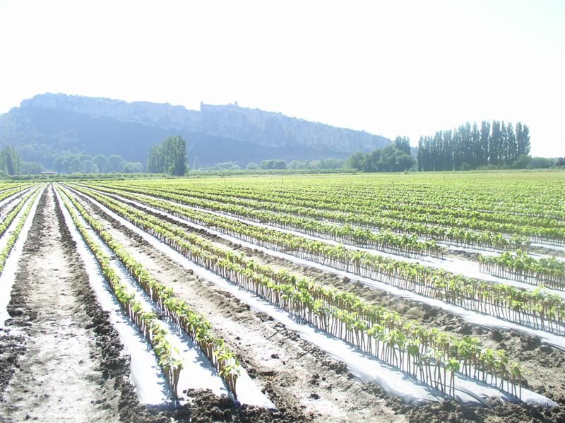 Plantas de vid, olivos y frutales Graginsa